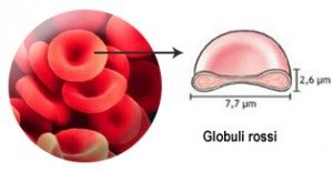 globuli rossi