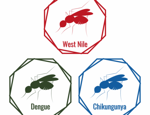 Arbovirus West Nile, Dengue e Chikungunya: la mappa dei casi autoctoni 2026